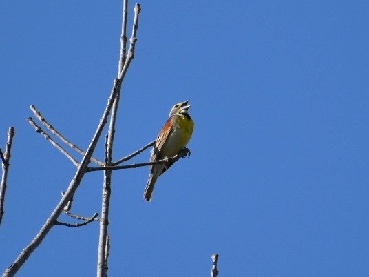 Dickcissel d'Amérique - ML620474078