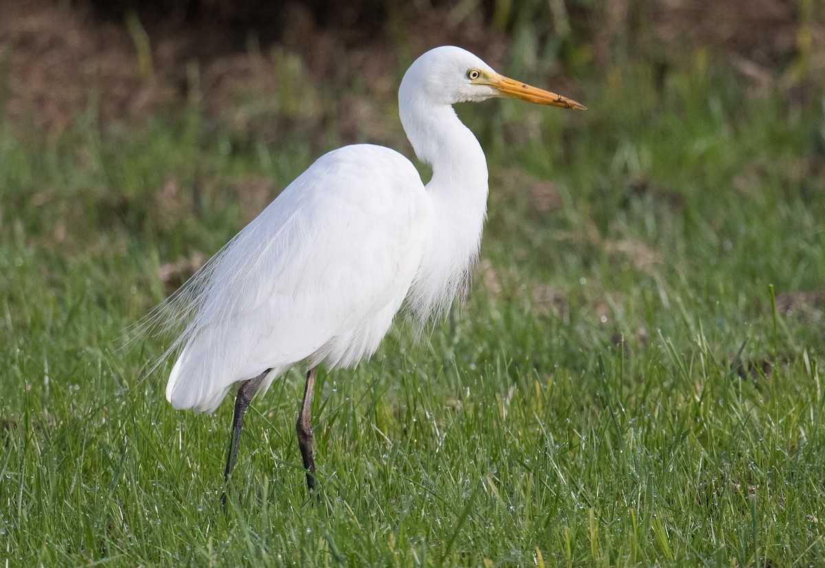 Plumed Egret - ML620474082