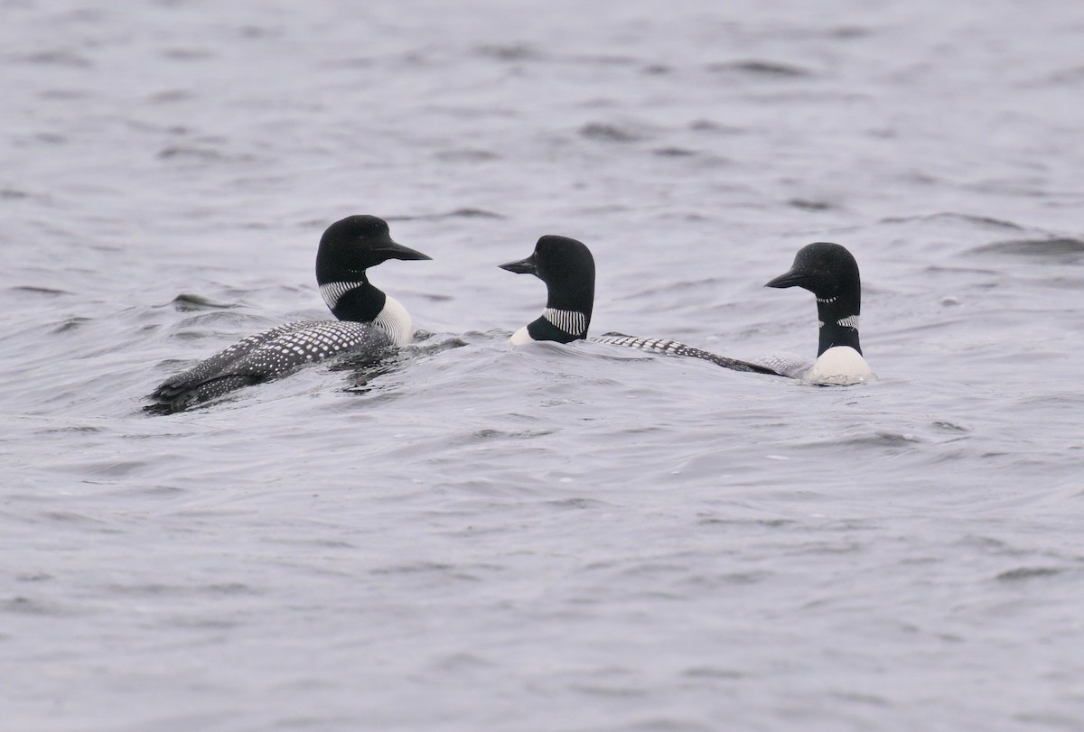 Common Loon - ML620474083