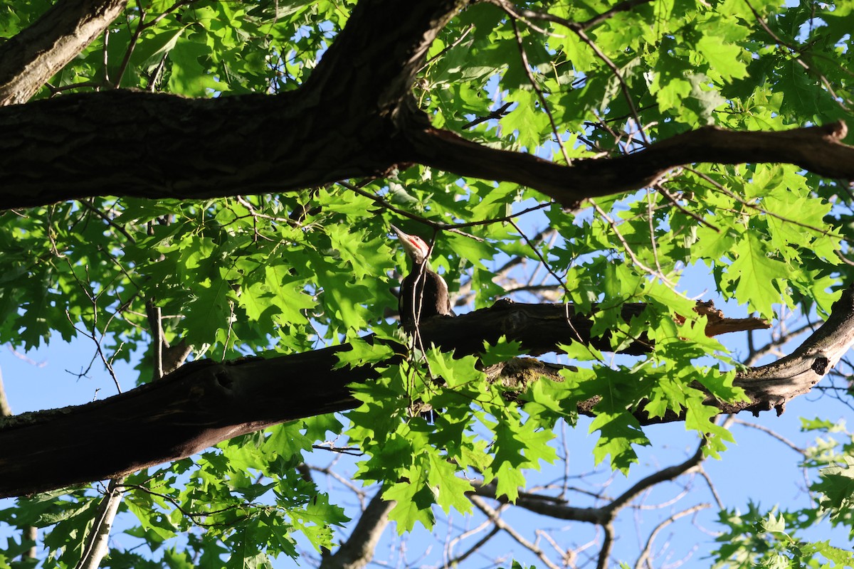 Pileated Woodpecker - ML620474093