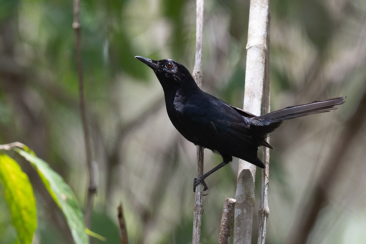 Black Catbird - ML620474105