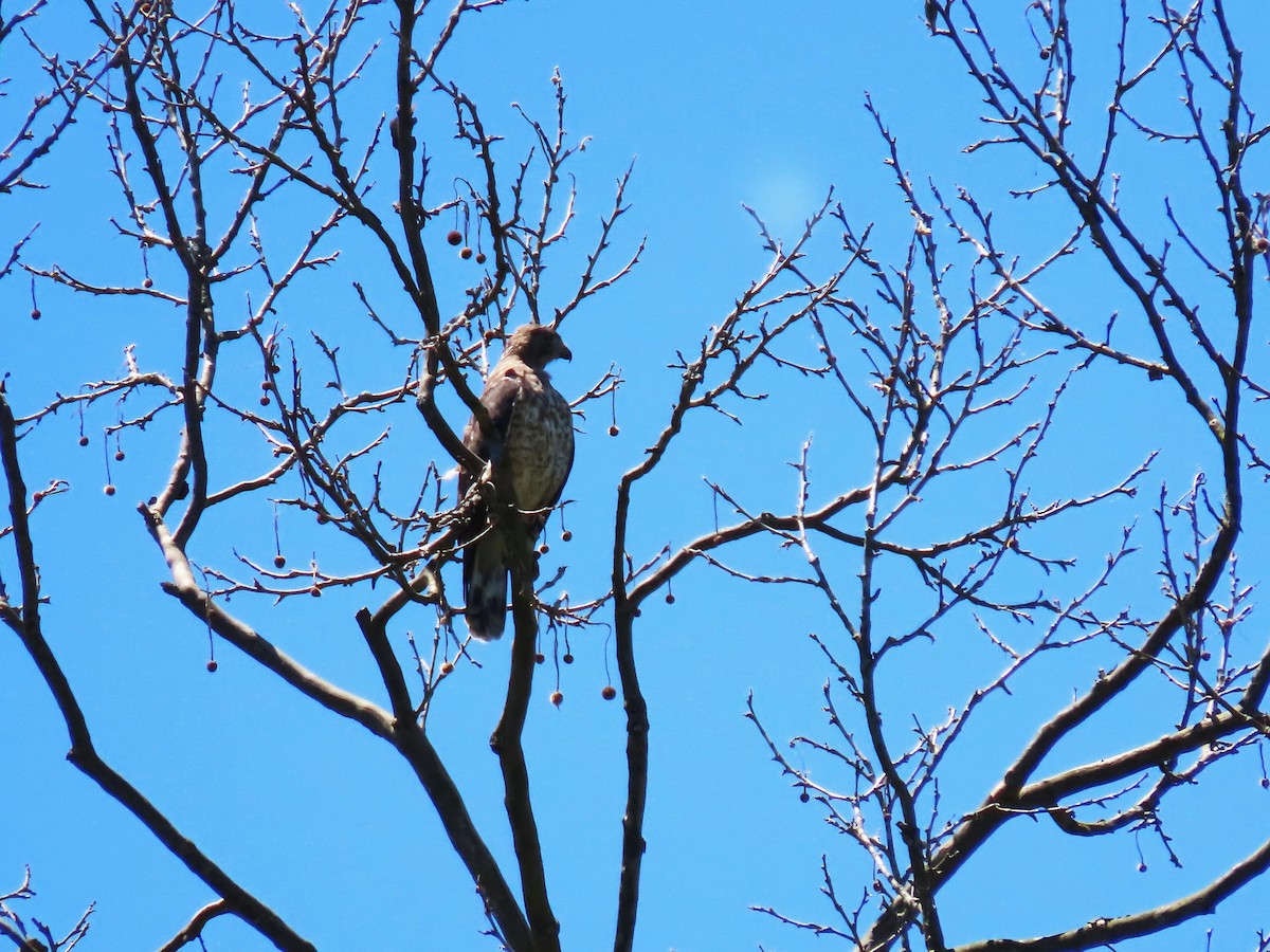 Broad-winged Hawk - ML620474107