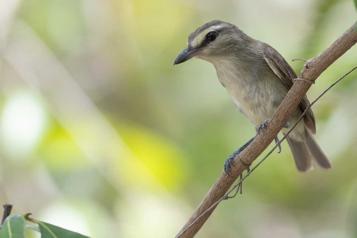 Yucatan Vireo - ML620474108