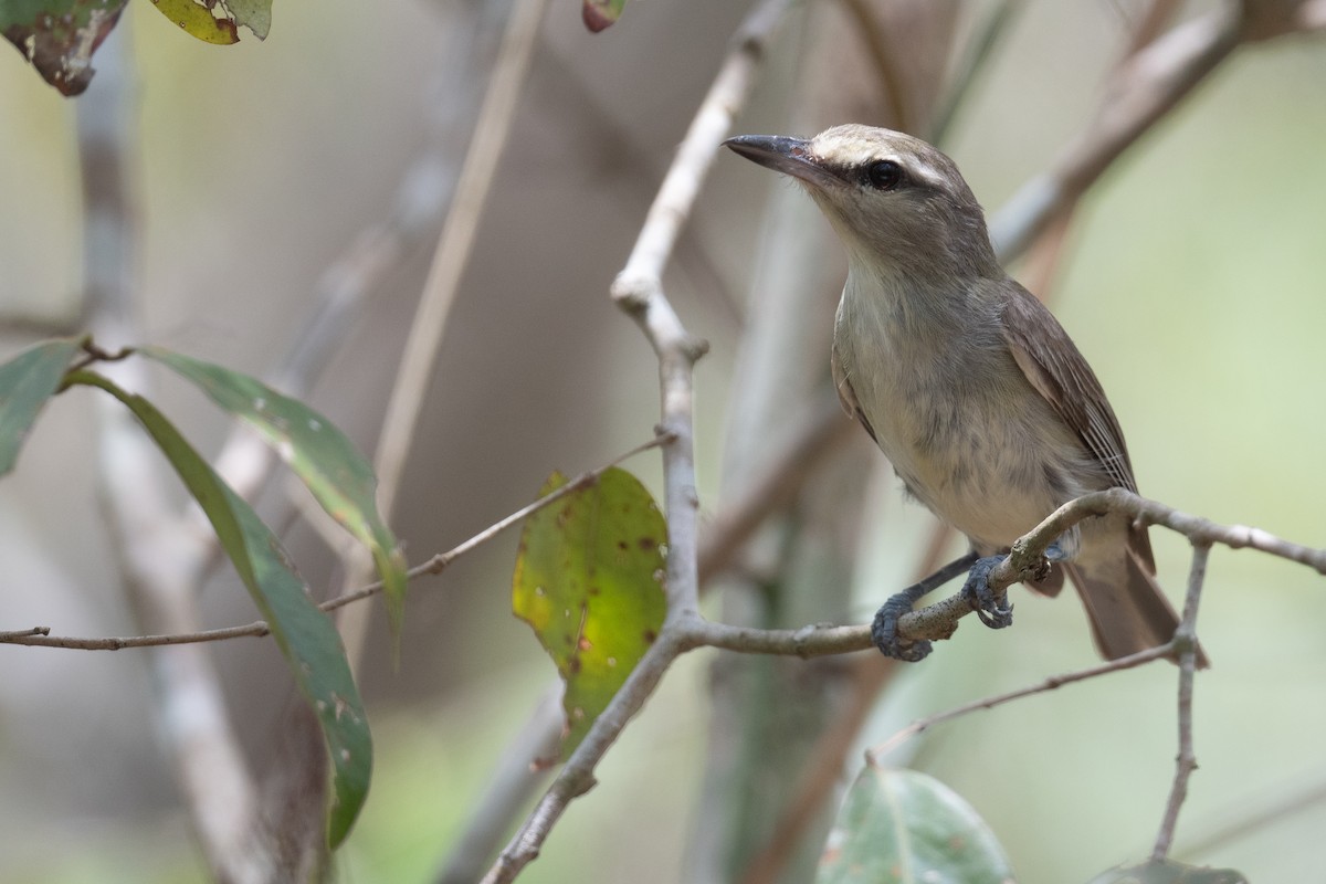 Yucatan Vireo - ML620474110