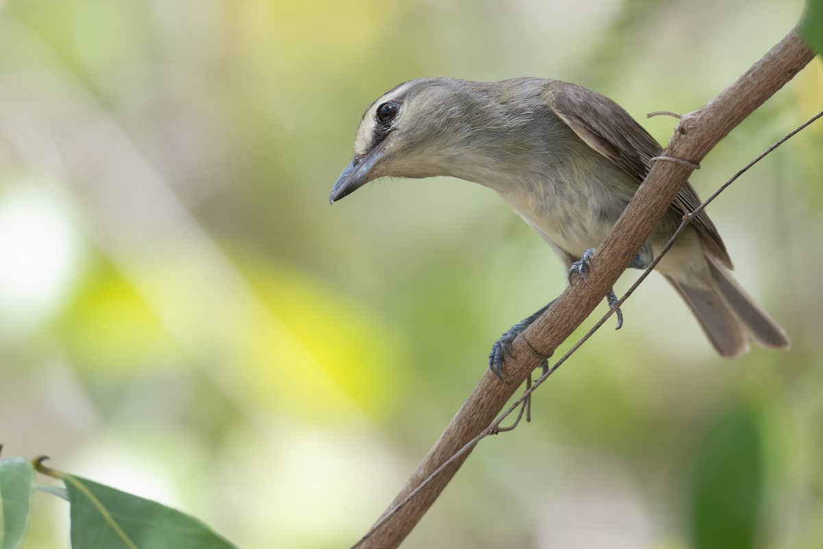 Yucatan Vireo - ML620474112