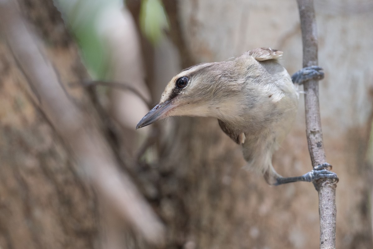 Yucatan Vireo - ML620474113