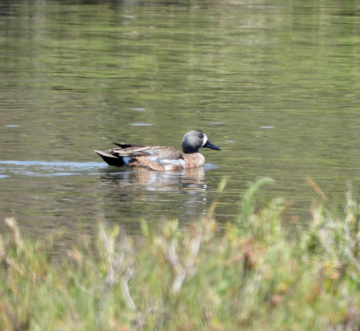 Blue-winged Teal - ML620474117