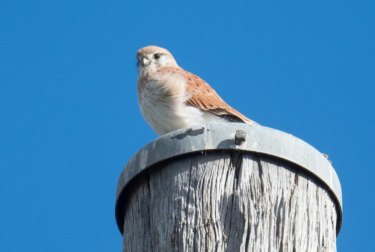 Nankeen Kestrel - ML620474118