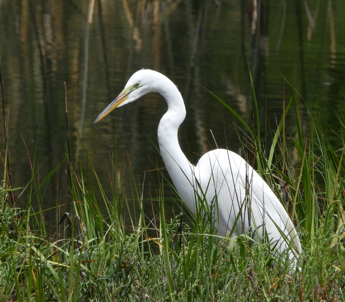 Great Egret - ML620474122