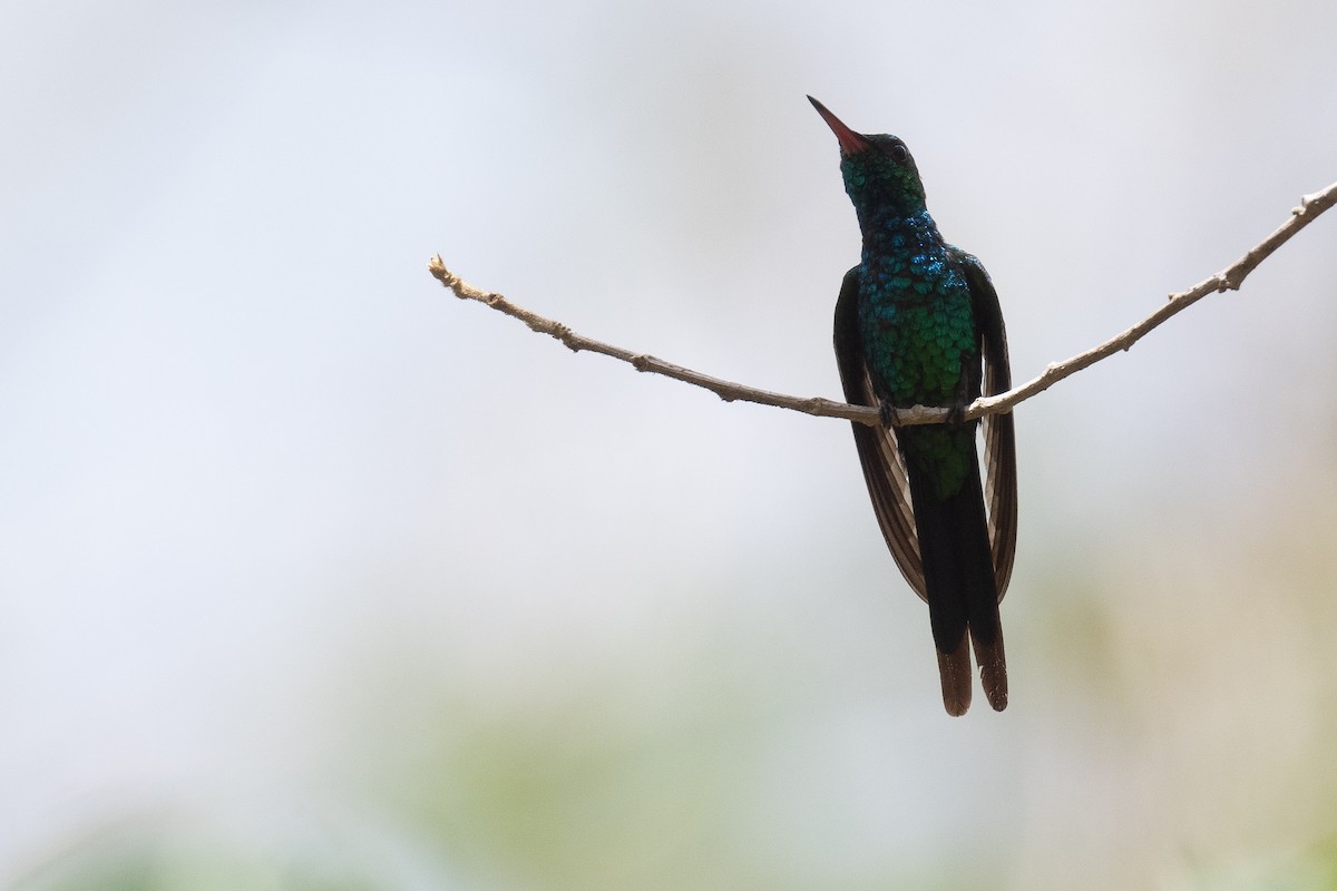 Cozumel Emerald - ML620474123