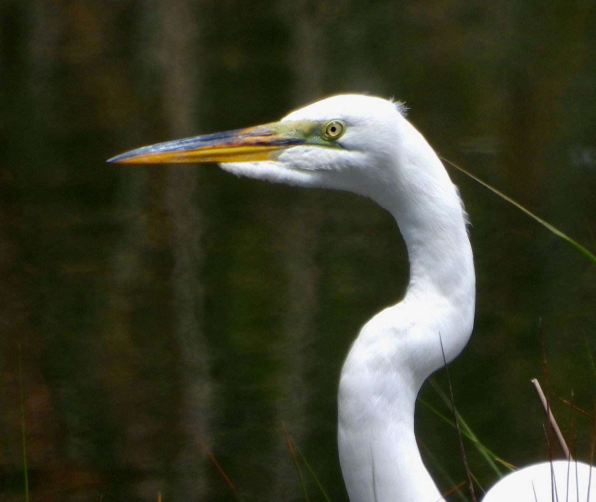 Great Egret - ML620474124