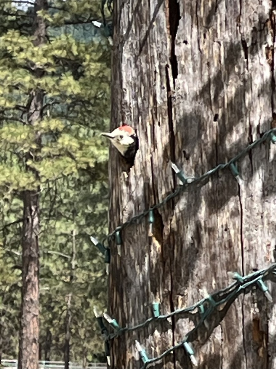 White-headed Woodpecker - ML620474125