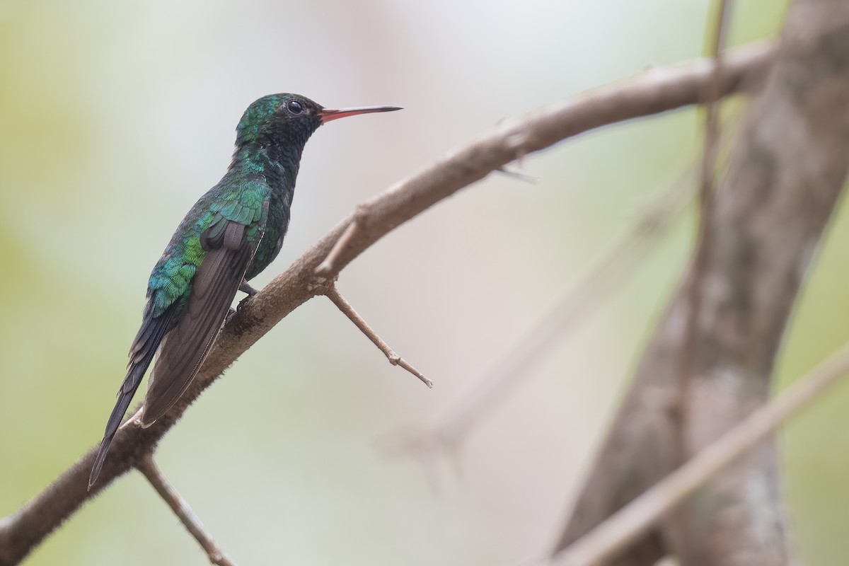 Cozumel Emerald - ML620474126