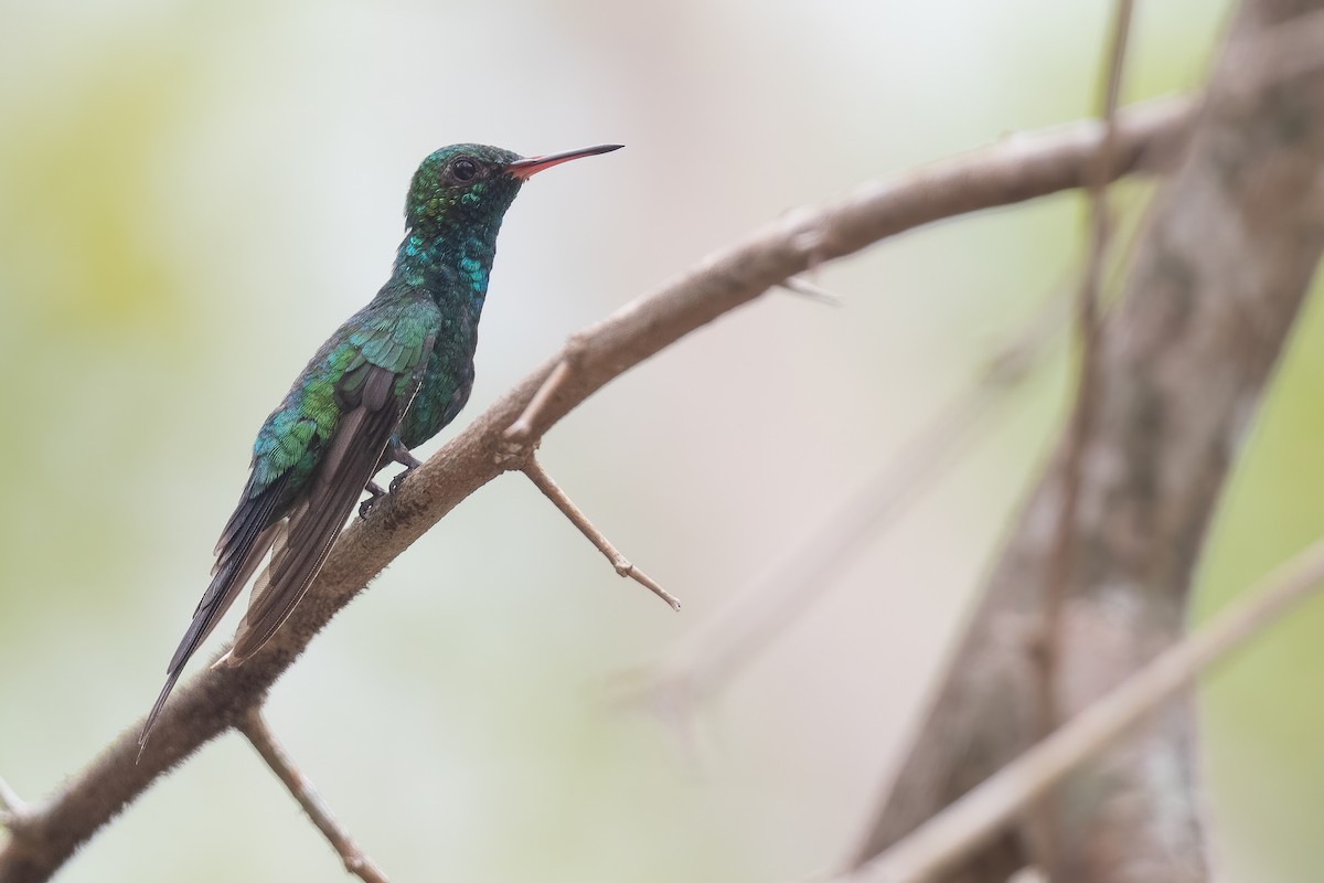 Cozumel Emerald - ML620474127