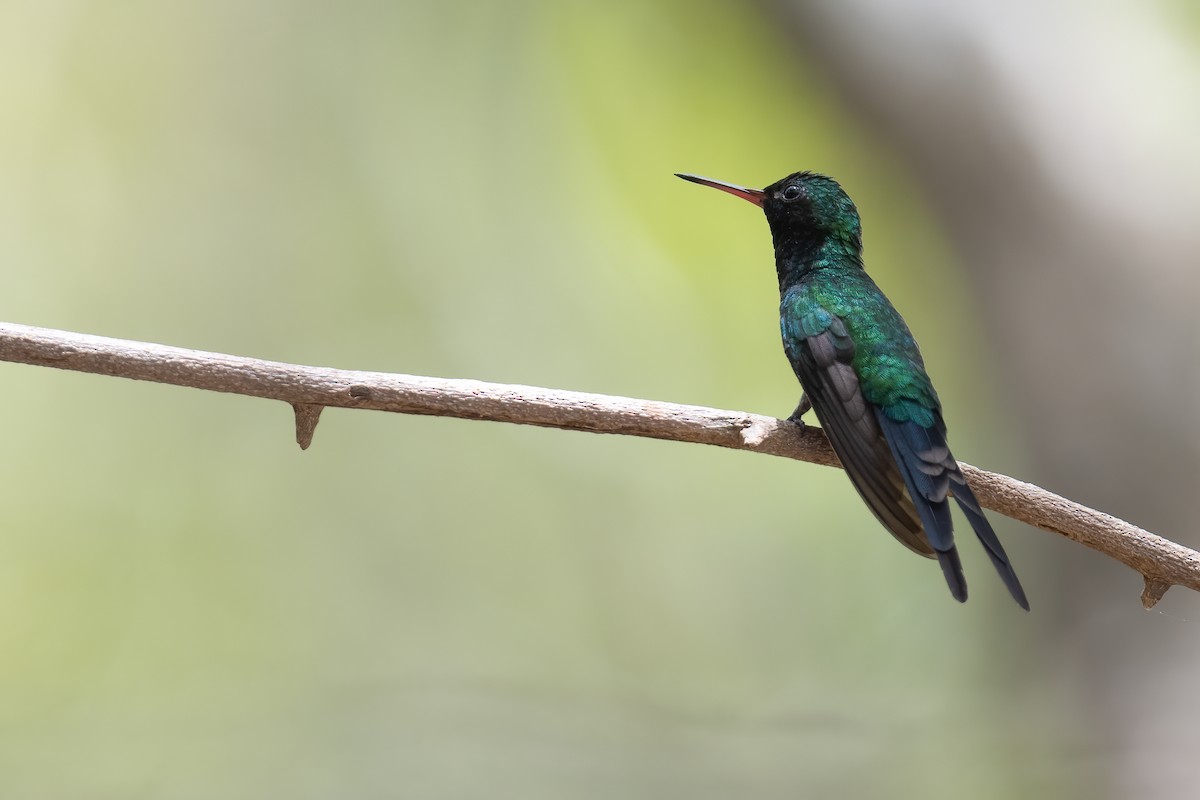 Cozumel Emerald - ML620474128