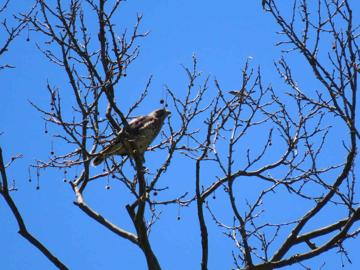 Broad-winged Hawk - ML620474129