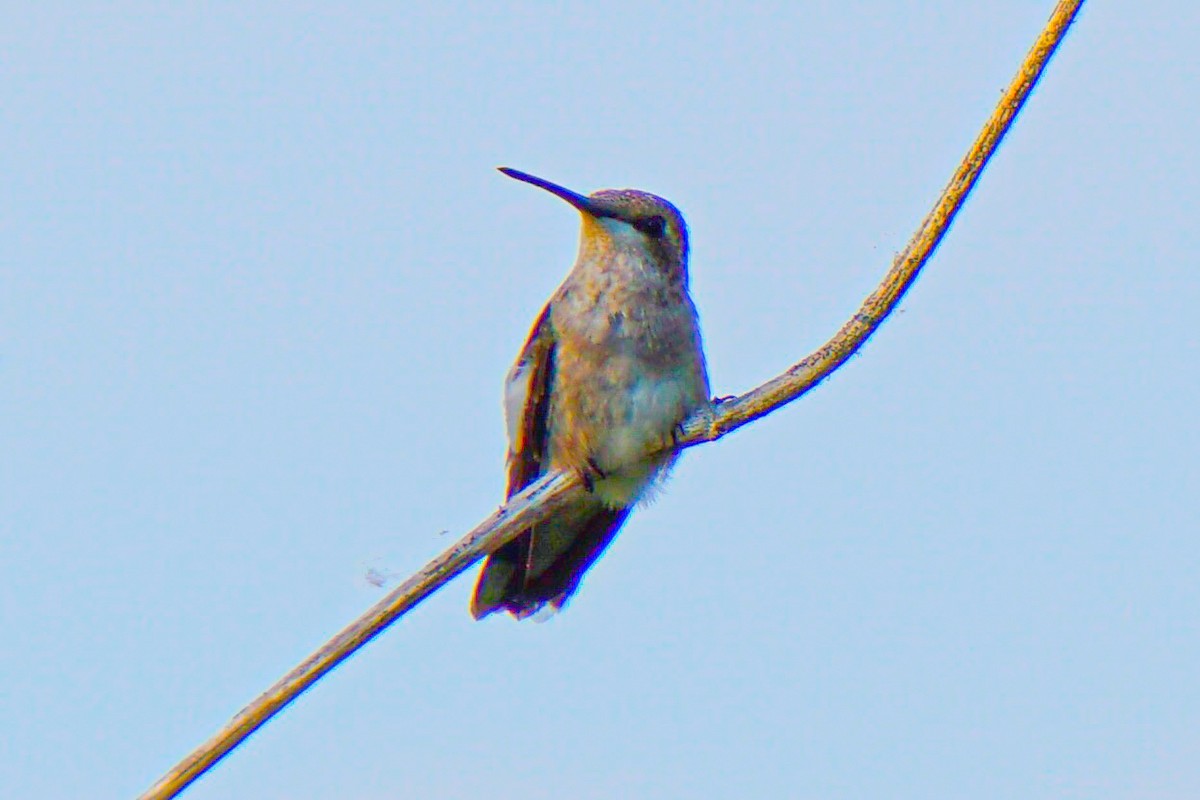 Colibri à gorge rubis - ML620474131