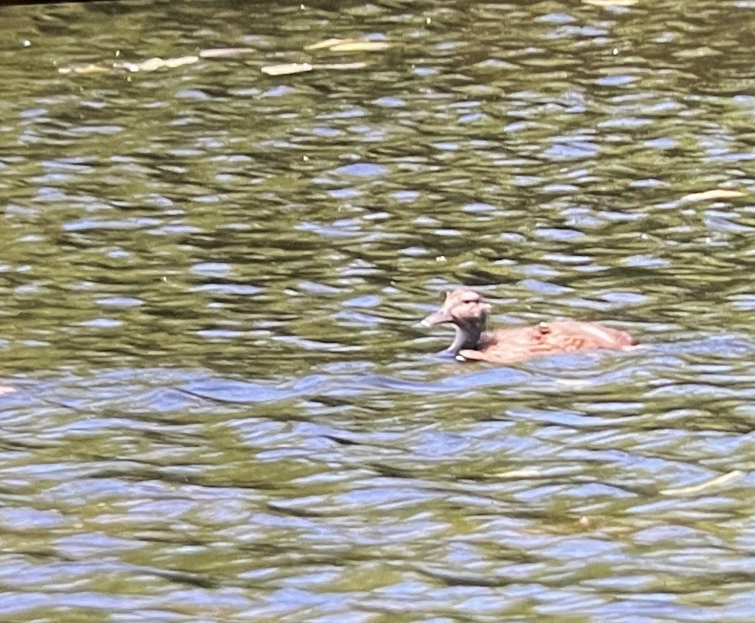 Canard colvert - ML620474132