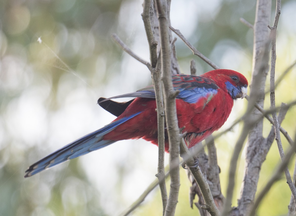 Crimson Rosella - ML620474140