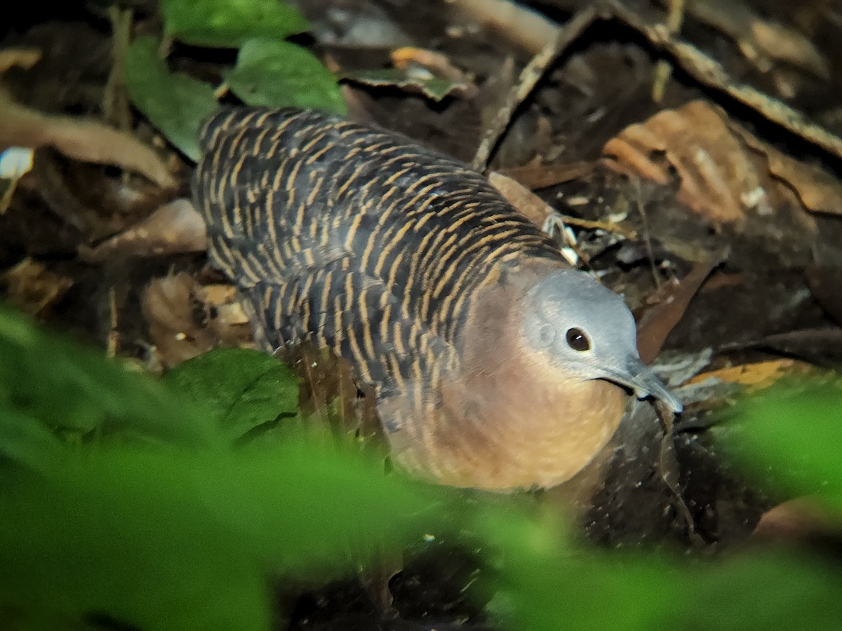 Variegated Tinamou - ML620474142