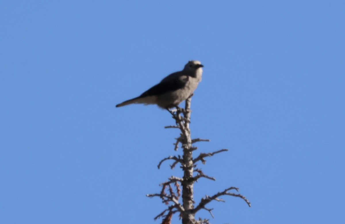 Clark's Nutcracker - ML620474144