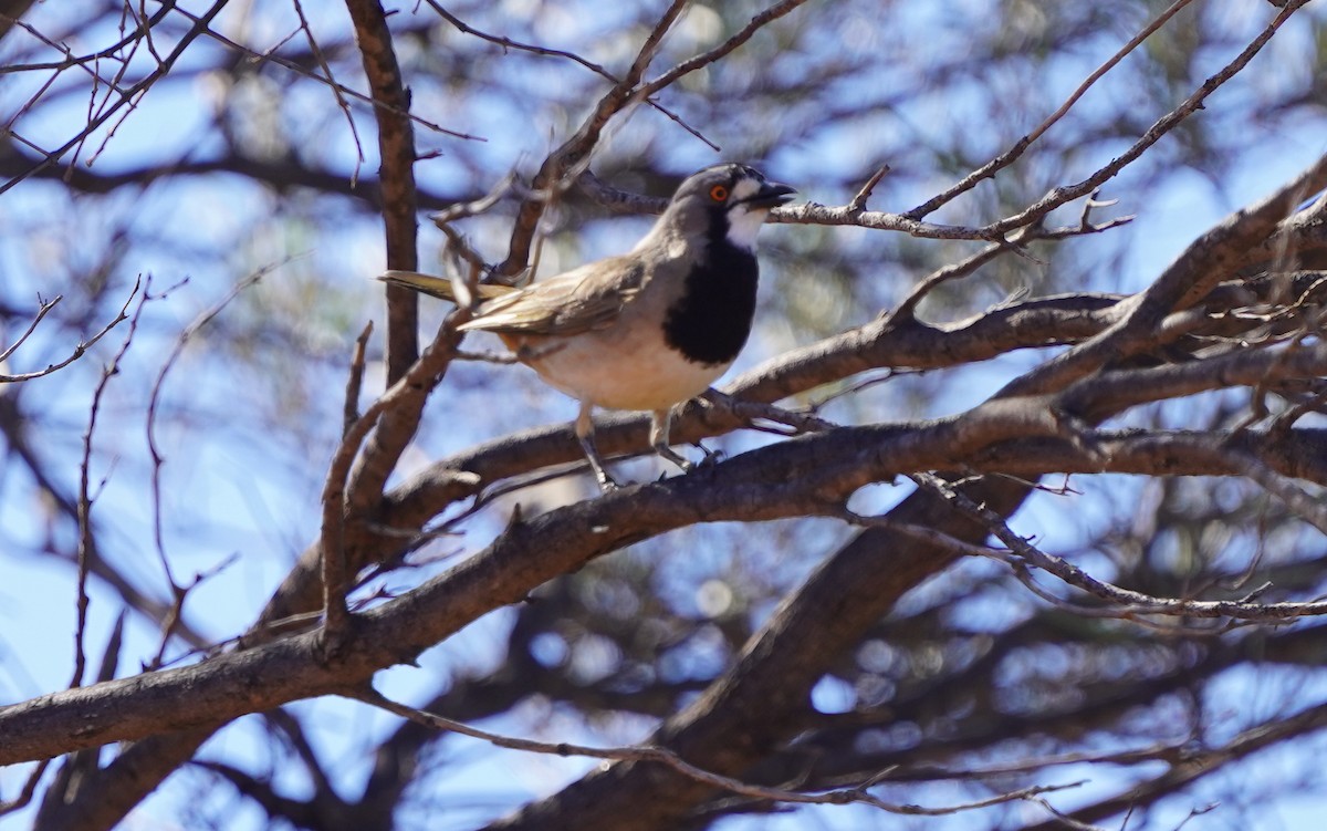 Crested Bellbird - ML620474147