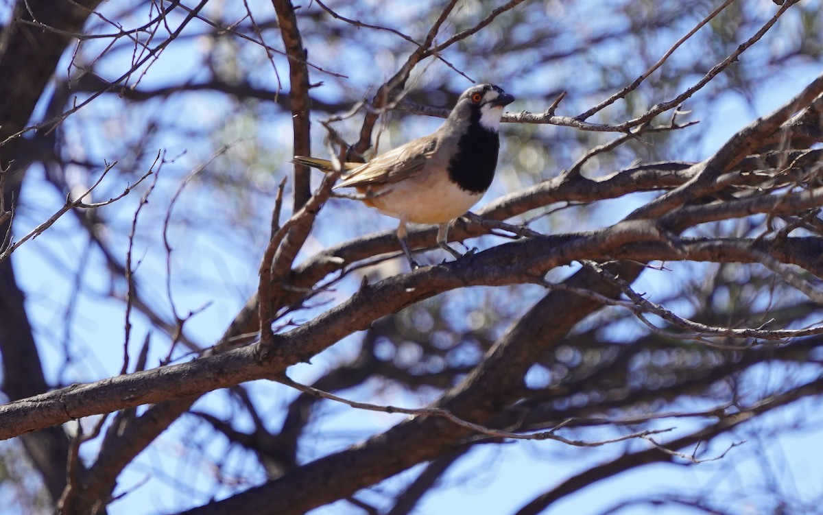 Crested Bellbird - ML620474148