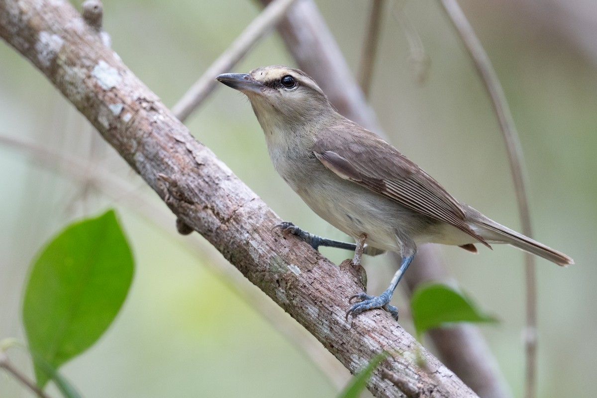 Yucatan Vireo - ML620474152