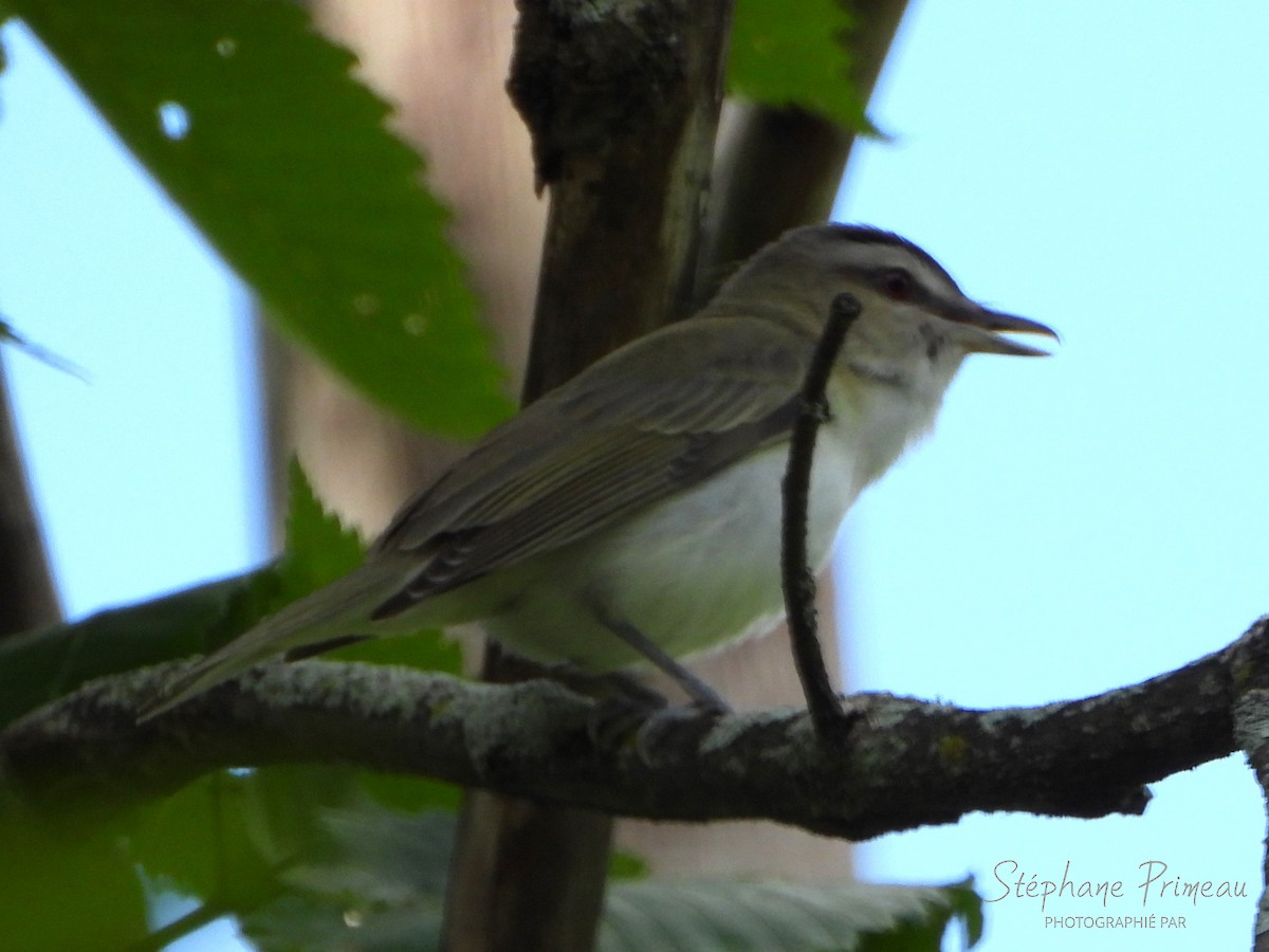 rødøyevireo - ML620474156