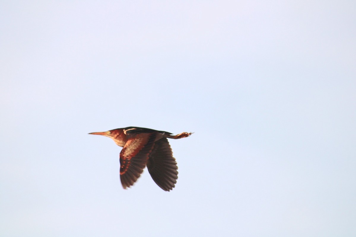 Least Bittern - ML620474159