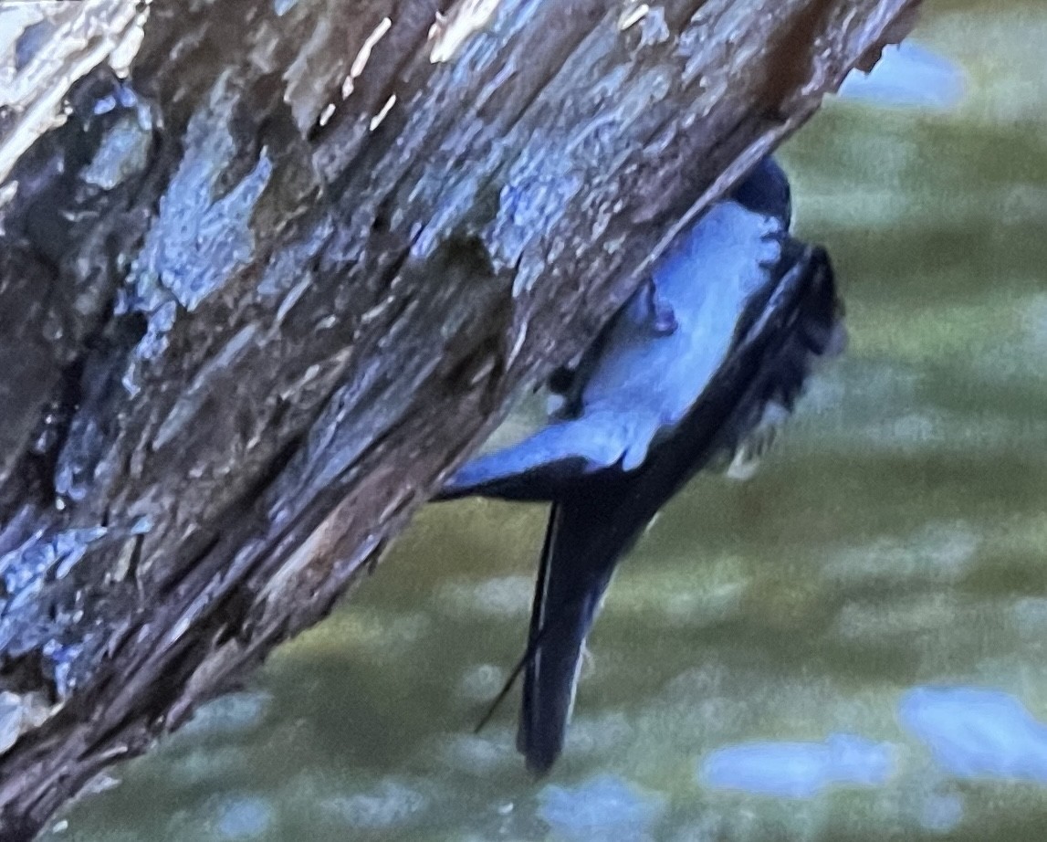 Tree Swallow - ML620474164