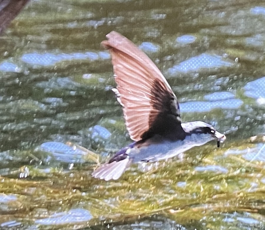 Tree Swallow - ML620474166