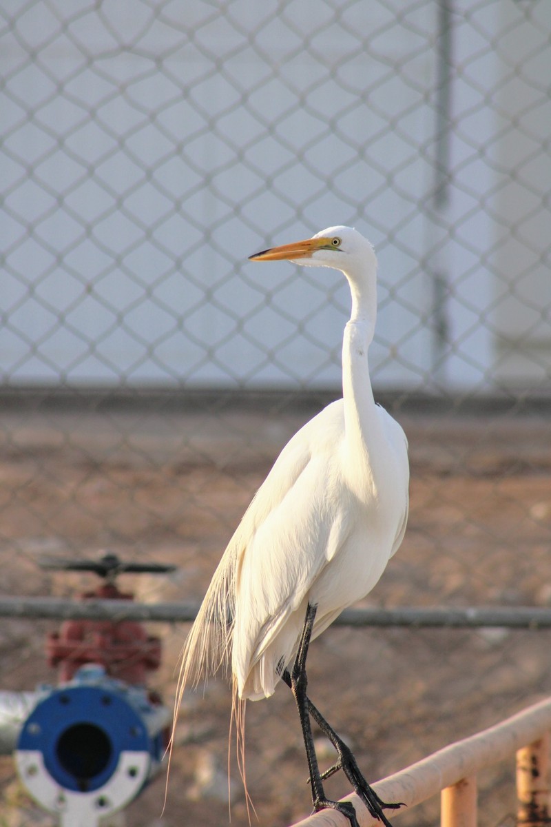 Great Egret - Julio Ruiz