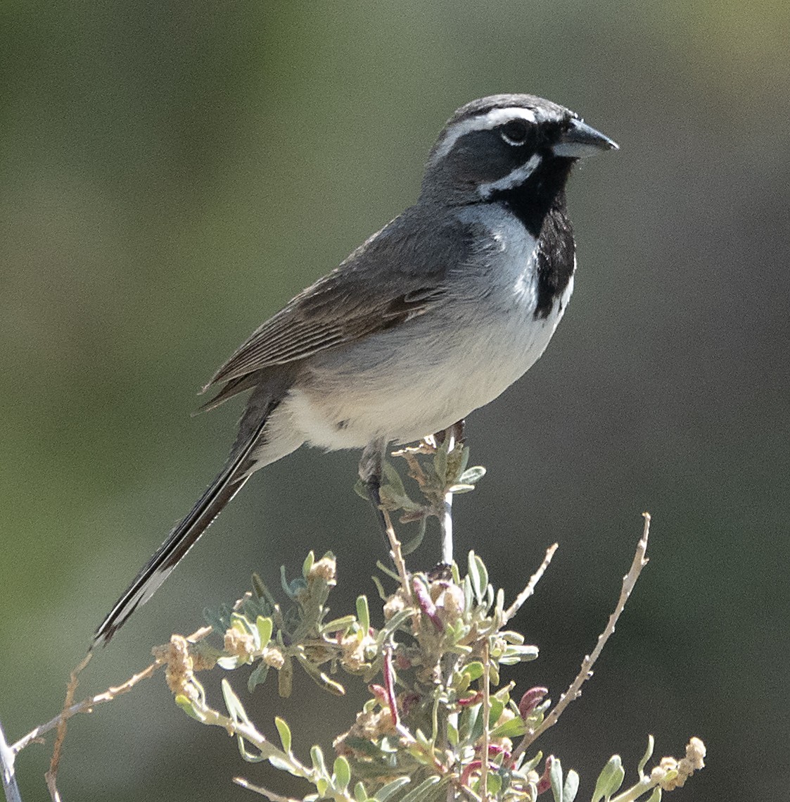 Black-throated Sparrow - ML620474168