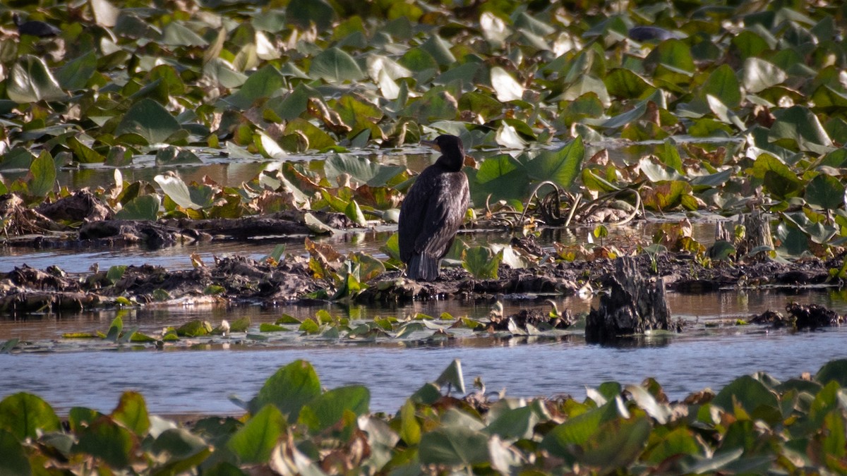 Double-crested Cormorant - ML620474170