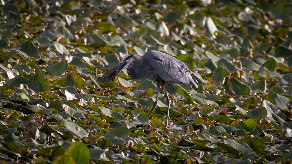 Great Blue Heron - ML620474171