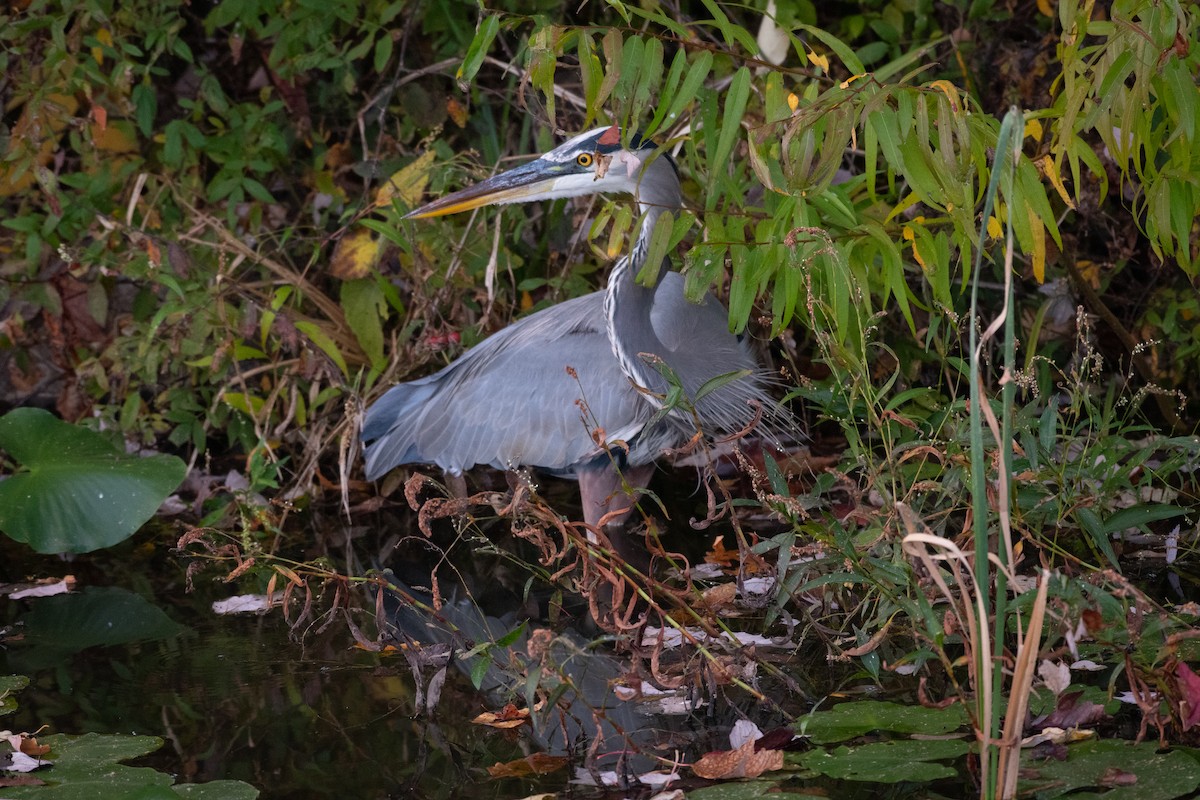 Great Blue Heron - ML620474173