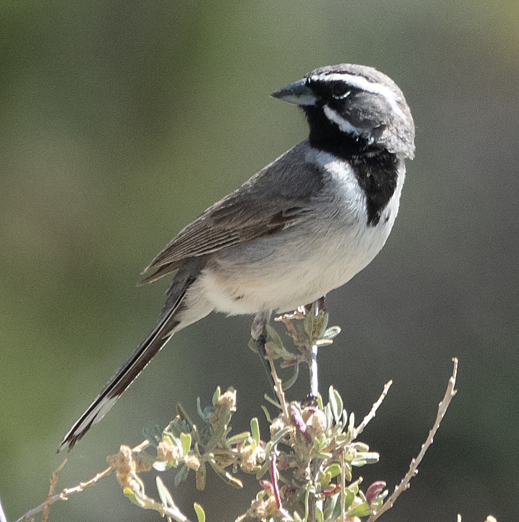 Black-throated Sparrow - ML620474174