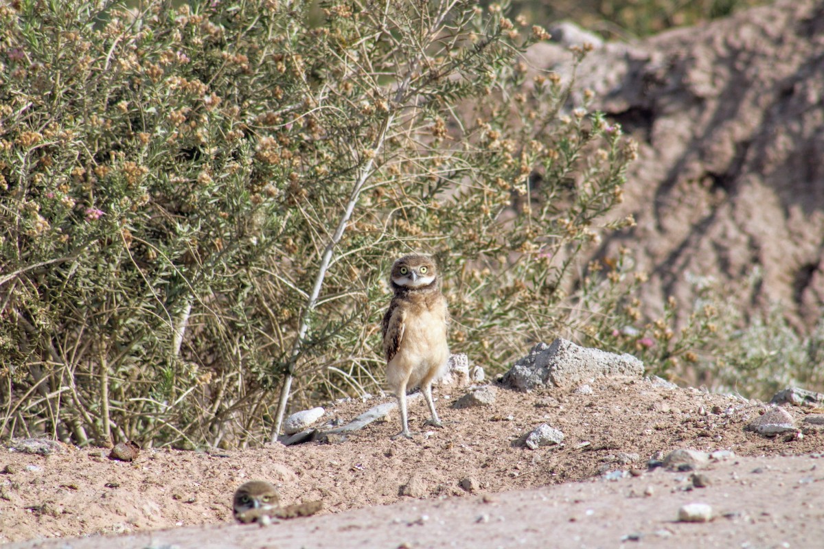 Black Phoebe - ML620474176