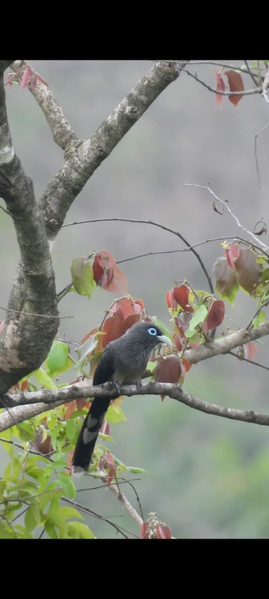 Blue-faced Malkoha - ML620474179