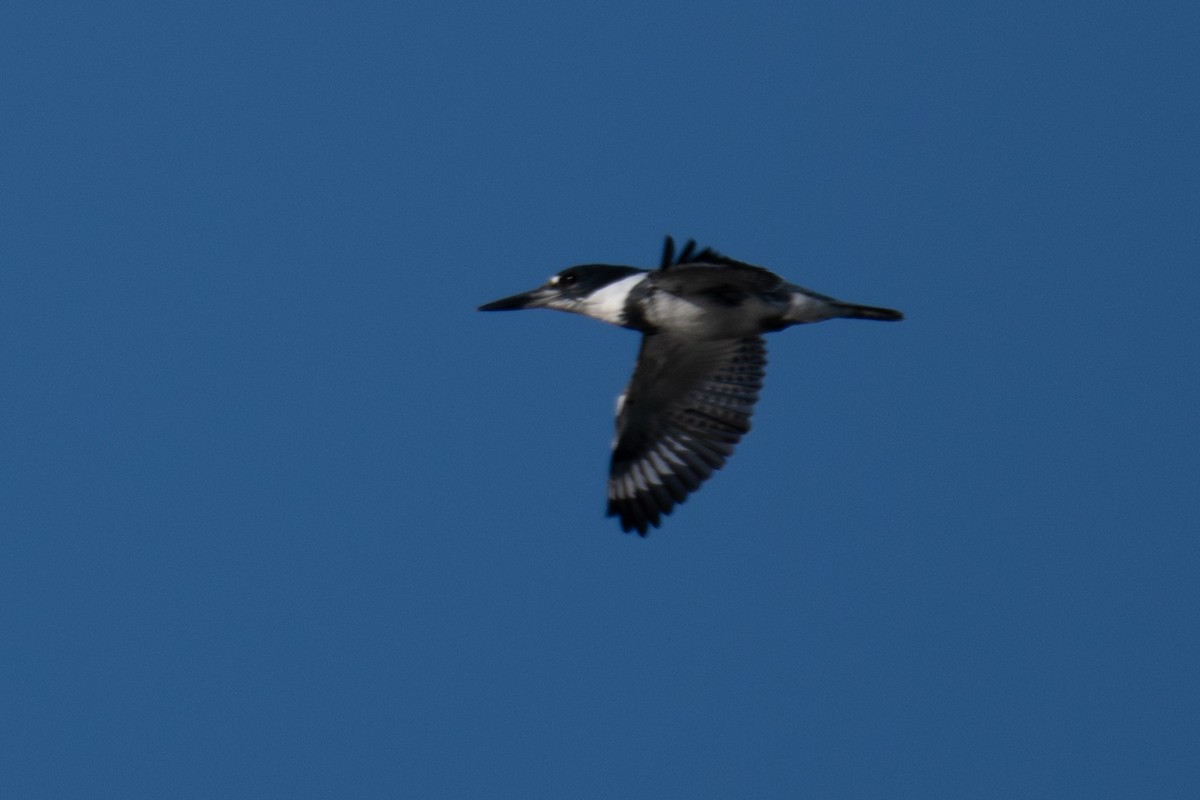 Belted Kingfisher - ML620474180