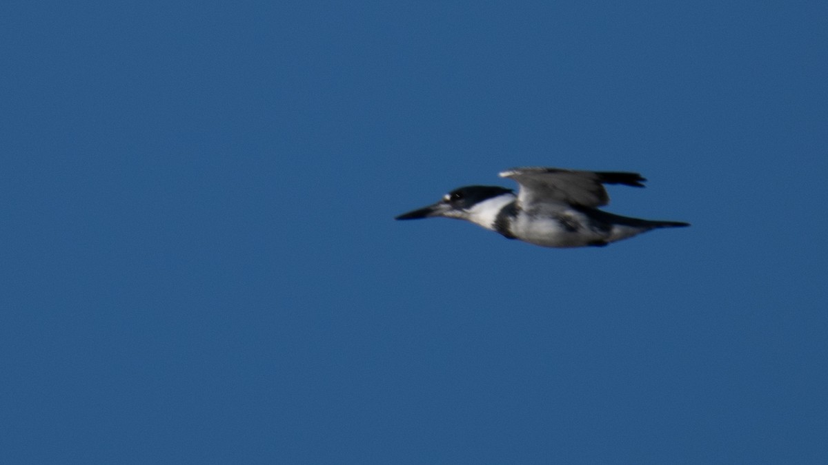 Belted Kingfisher - ML620474181