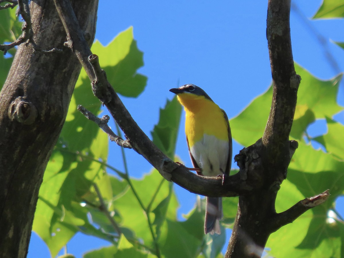 Yellow-breasted Chat - ML620474182