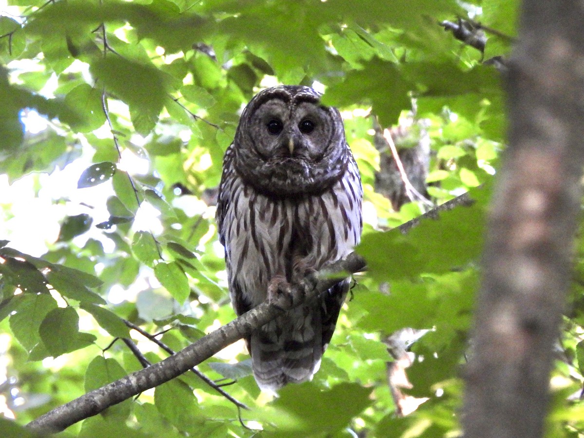 Barred Owl - ML620474187