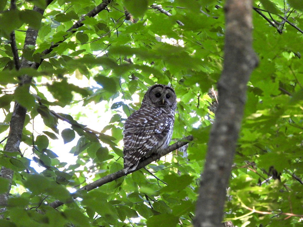 Barred Owl - ML620474189