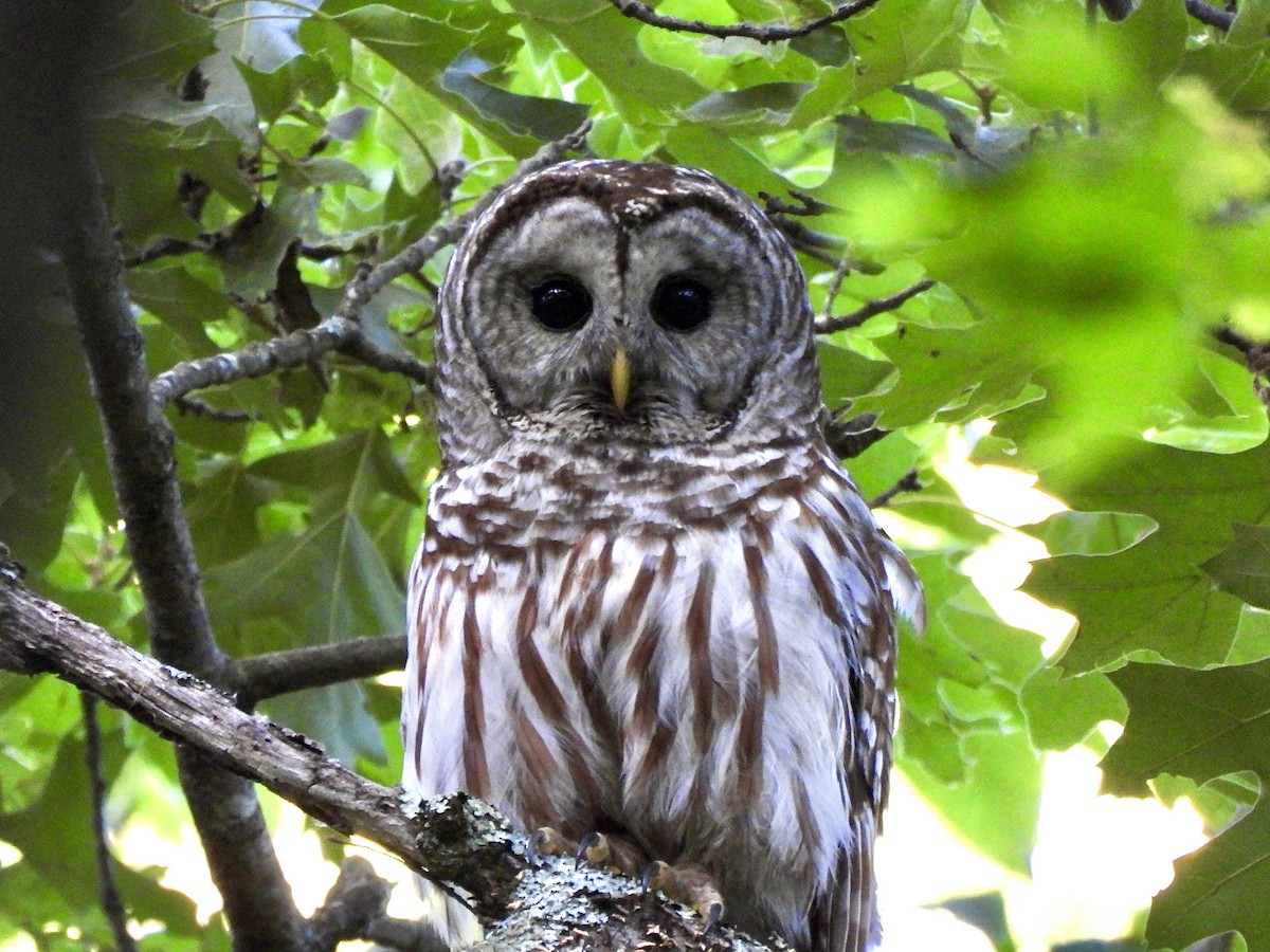 Barred Owl - ML620474190