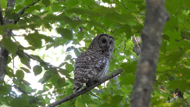 Barred Owl - ML620474191