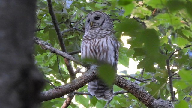 Barred Owl - ML620474192