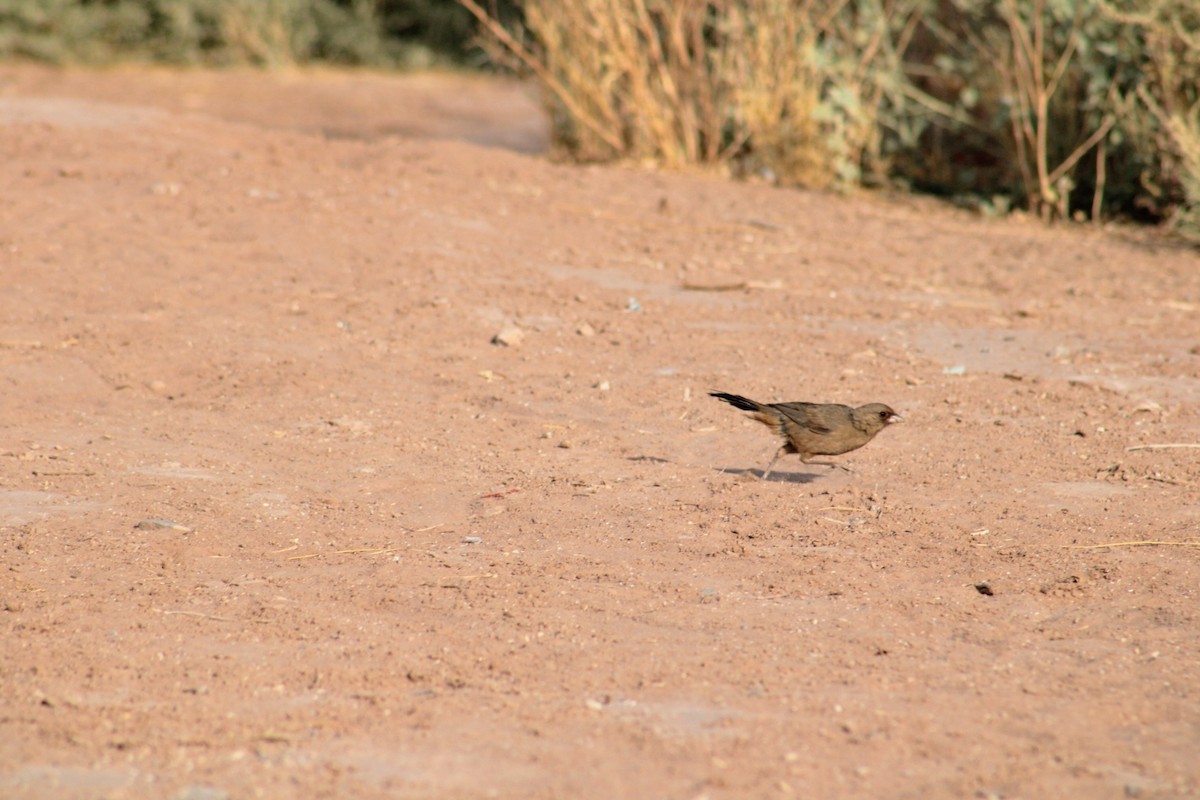 Abert's Towhee - ML620474193