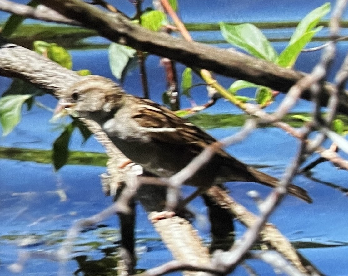 Moineau domestique - ML620474194